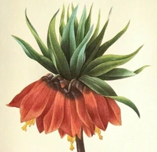 Pierre Joseph Redoute Flower CROWN IMPERIAL Red Botanical Art Book Plate 41