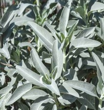 WHITE SAGE Salvia apiana 3 oz. Fresh Cut To Order Organic Wild Lose Leaves