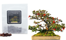 30 Japanese Quince Bonsai Seeds | Grow Your Own Bonsai