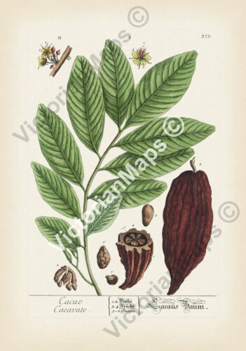 Cacao Cacao Plante à Fleurs Gravure Botanique Antique 1737 Affiche Imprimée Art - Photo 1/16