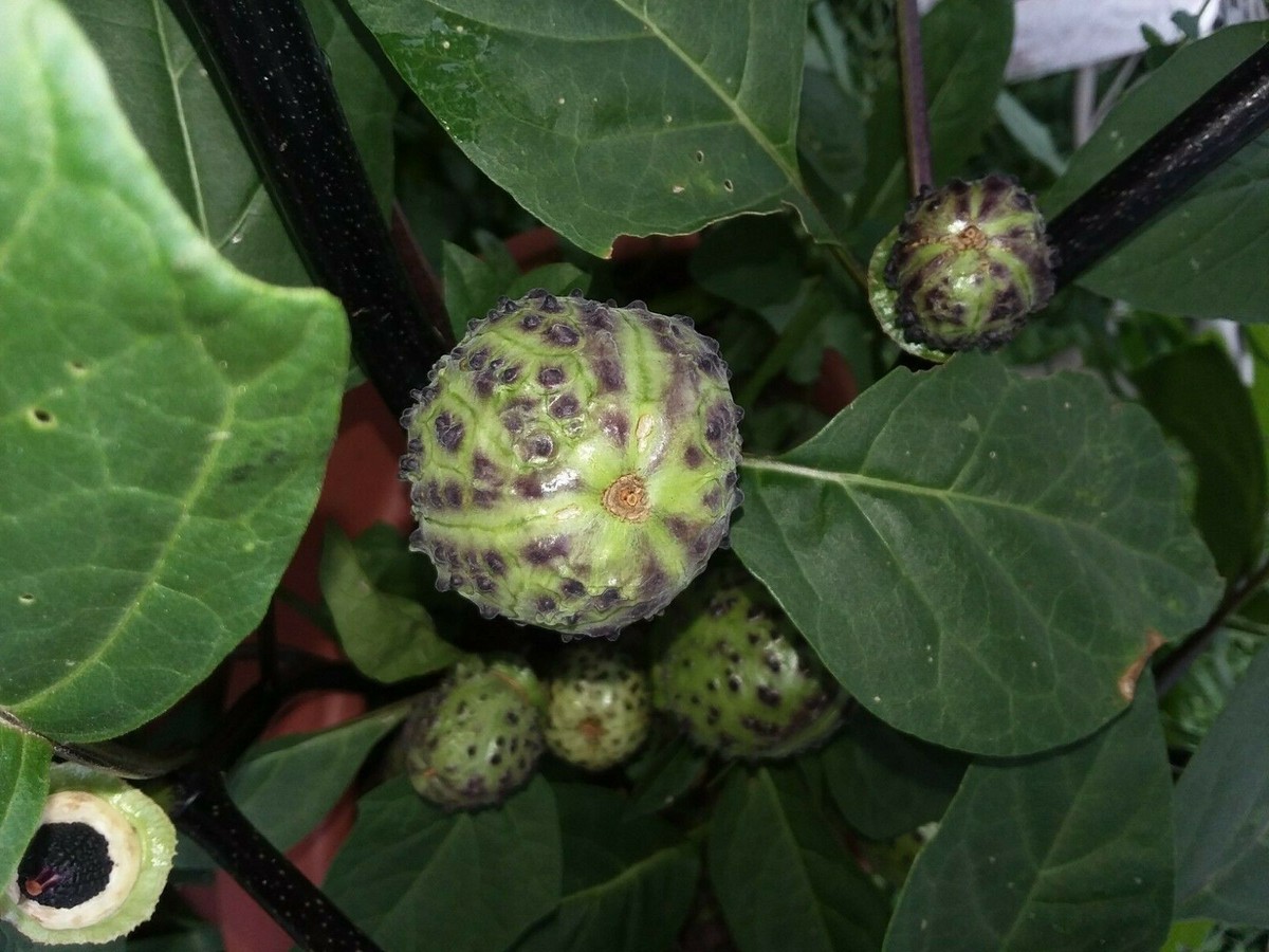 Black Currant Swirl Devil Trumpet -Datura Seeds - Comb S/H