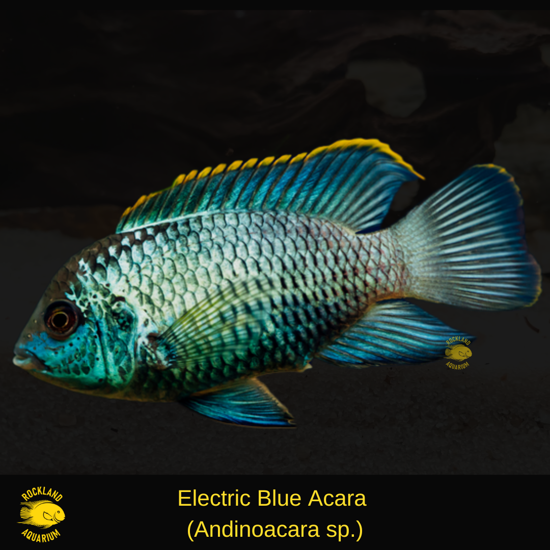 Check Description – Live Freshwater Fish | eBay