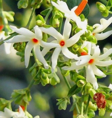 NIGHT JASMINE FLOWER, Coral Jasmine, Parijaat, Prajatka, HARSINGAR  Sepalika