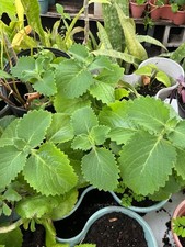 Cuban Oregano (ORGANIC) Well Rooted plant (1x 6-8 Inches)