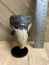 MEGALODON SHARK TOOTH Real Fossil - w/ DISPLAY STAND