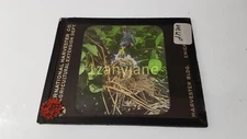 MUP Glass Magic Lantern Slide Photo MOTHER BIRD FEEDING  IN NEST