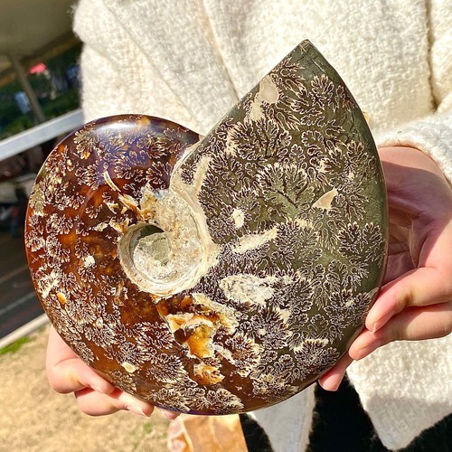 3.79LB Rare natural seashells | Mineral specimens | Beach decorations - Picture 7 of 13
