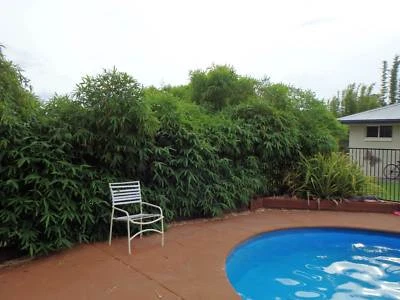 Chinese Dwarf Bamboo Plants Gumtree Australia Brisbane Chinese Dwarf Bamboo Plants
