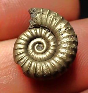 Pyrite ammonite fossil Microderoceras (16mm) Charmouth Jurassic Coast Fossils UK