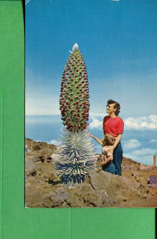 Hawaii Postcard Used 1958 Silversword In Bloom Waikiki Station