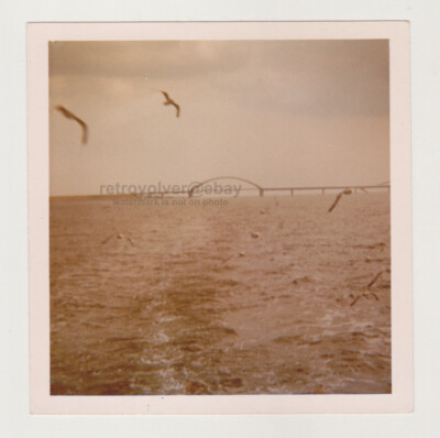 Seagulls Soaring Open Sea Beckoning and Majestic Bridge in Background Snapshot