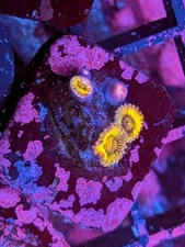 WYSIWYG RARE High End Queen Stratosphere Zoanthid Zoa Live Coral WWC Strat Krak