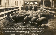 Billings MT Montana Hogs Wood Bros Advertising c1912 Real Photo Postcard bhn