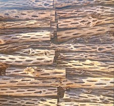 1000 6" Organic Cholla Wood Pieces Aquarium Terrarium Shrimp Driftwood