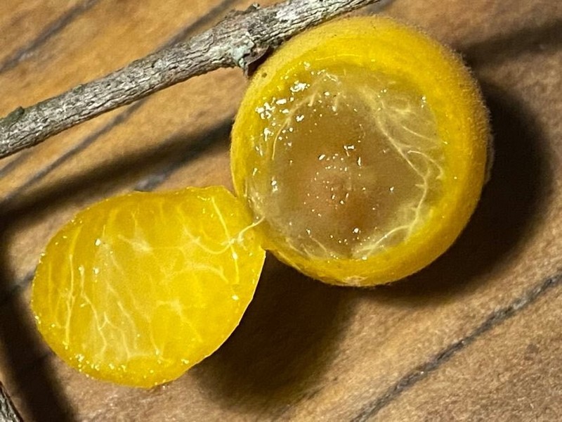 Myrciaria Guaquiea - Rare Brazilian fruit tree!