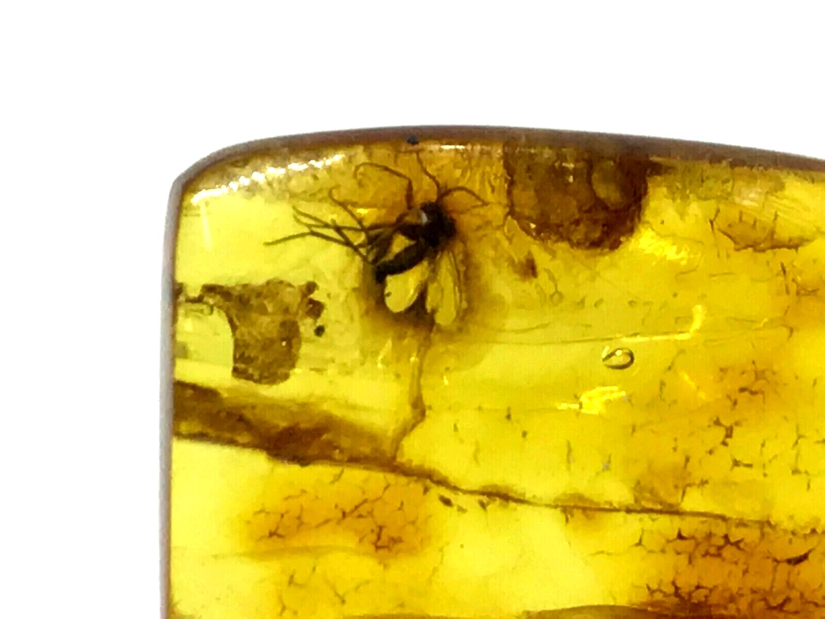 Baltic Amber Piece With Insect Gift Inclusion Fossil Insects