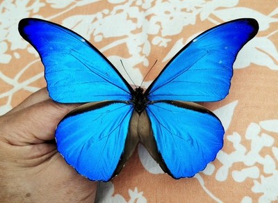 Peru産 Morpho Rhetenor Cacica 124mm LOT OF 2 MORPHO RHETENOR CACICA MALE A1- UNMOUNTED WINGS CLOSED