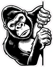 Gorilla Peeking Around Corner Vinyl Bumper Sticker Window Decal Multiples