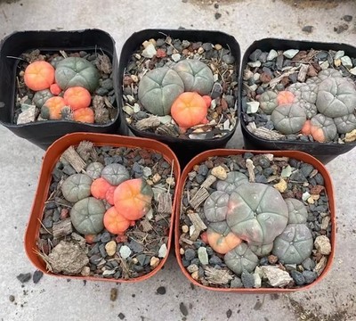 5pcs Sale Rare Cacti Plant L W Variegated Wholesale Self Root Garden Multi Heads