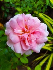 Digital Image Picture Photo Wallpaper Background Desktop Art Rose Flower