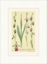 Fliegen Bienen und Spinnenblume Ophrys muscifera Heilpflanzen Heilkräuter 028