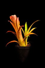 BROMELIAD BILLBERGIA "ELEGANS" GROWN IN CORNWALL UK