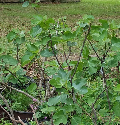 fig leaves for Fig Tea HOJAS DE HIGO ORGANICAS SECAS
