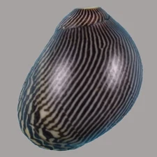 VITTINA COROMANDELIANA (Mindanao, Philippines) 14.8mm #46743