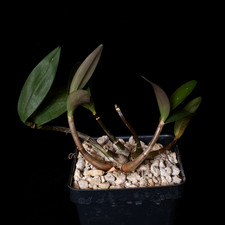 Dendrobium kingianum - 3.25" pot - Orchid