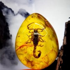 Amber (Polybern) Variety with Inclusion Scorpion 250 Million BC