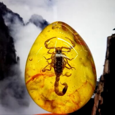 #ad Scorpion Polybern Amber Variety with Inclusion Scorpion 250 Million BC GBP 14.90