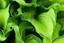 greenfoliage