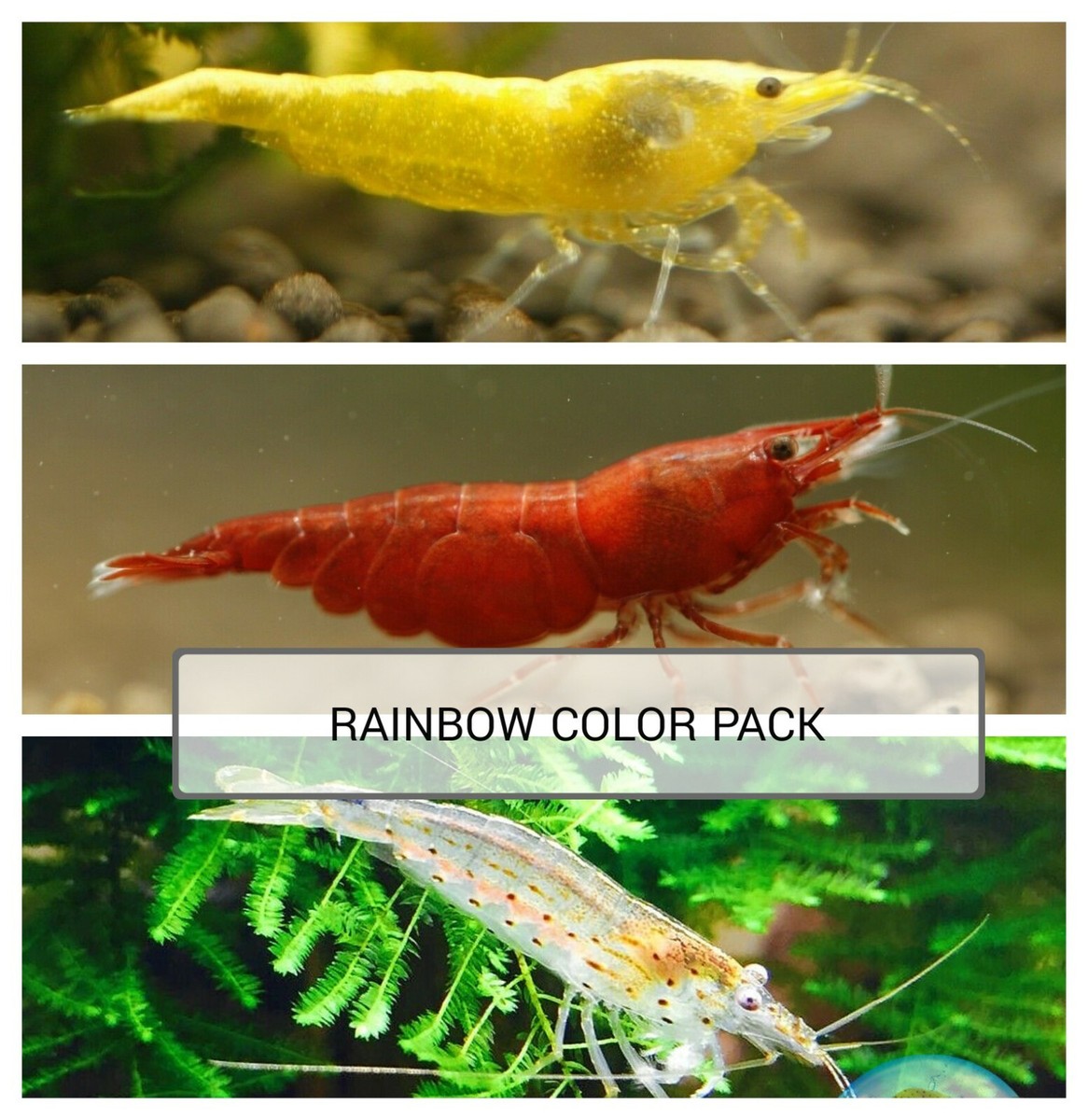 LIVE AQUARIUM SHRIMP - RAINBOW COLORS NEOCARIDINAL SHRIMP