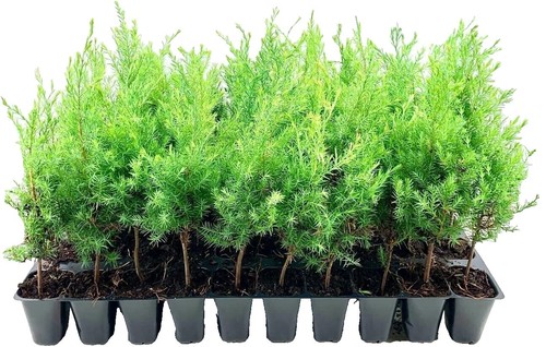 soil jade plant Crassula ovata 'Jade Plant'  DesertScapeSucculent