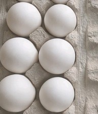 6 Backyard Mix Duck Hatching Eggs 