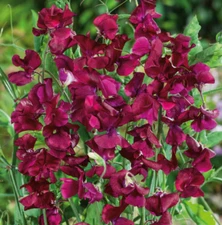 Sweet Pea ROYAL MAROON Fragrant Climbing Vine Red Flowers Non-GMO 25 Seeds!