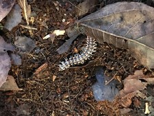 Premium Millipede Substrate for Flat  Round Millipedes