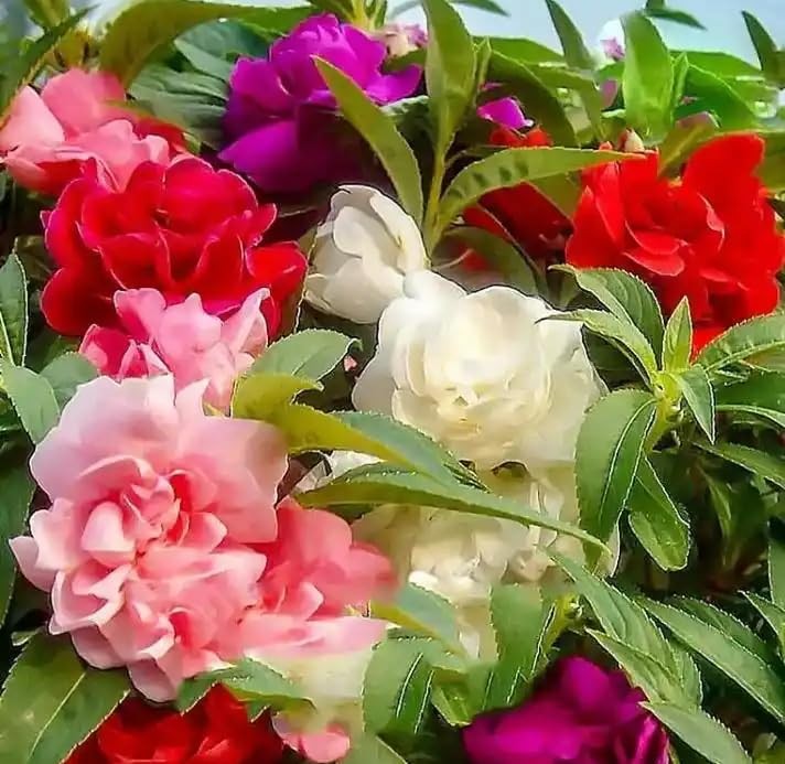 Mixed Impatiens Balsamina Balsam Seeds Camelia Impatiens Seeds