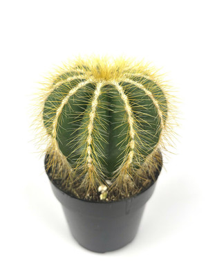 Balloon Cactus Notocactus Magnificus