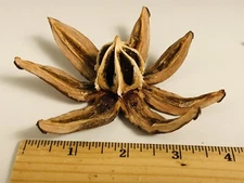 10 Wood Flowers Bowl Fillers 3-5”