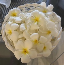 Rooted Plumeria Frangipani Live Plant BEST STRONGEST FRAGRANT STRAIN NAG