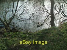Photo 6x4 Falmer Pond in Winter Close up of Mallard Ducks c2009
