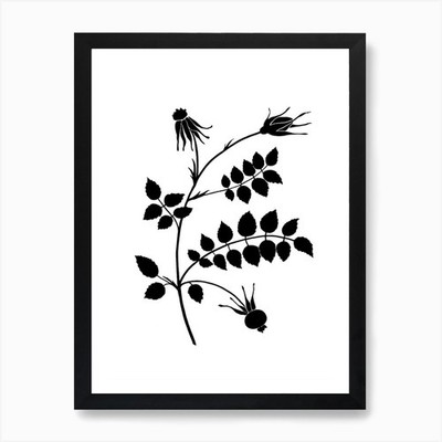 Rose I, Aga Szafranska Art Art Prin Framed Wall Art Poster Canvas Print Picture