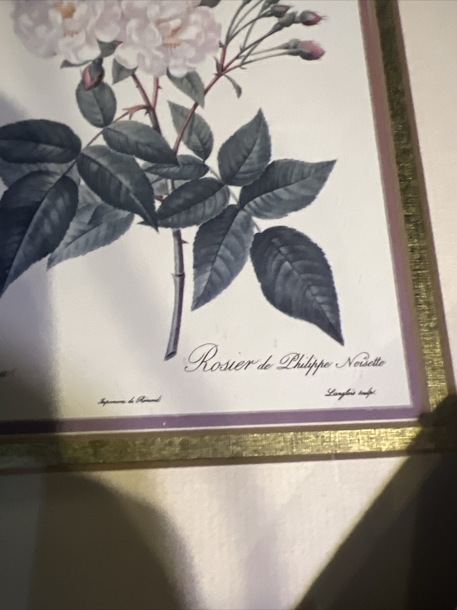 PJ Redoute Rosa Noisettiana Gold Frame Art Decor Print