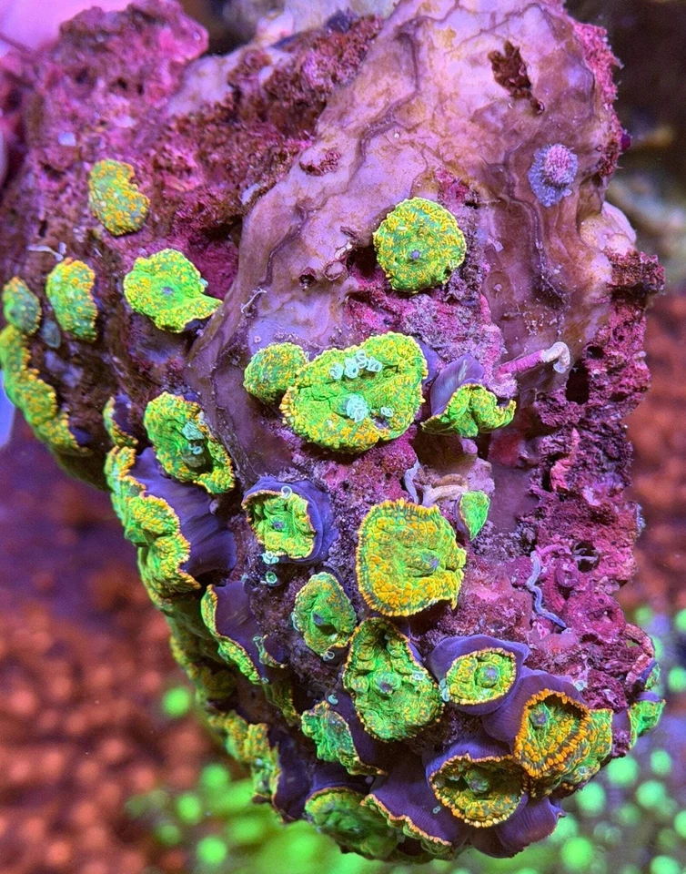 Mush rock WYSIWYG - Imagem 3 de 4