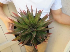 Haworthia Succulent clump
