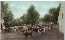 Vintage Postcard 1911 Barn Yard of (Pretty) Cows