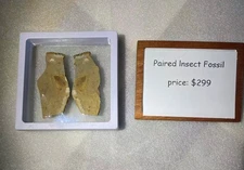 Collector-Grade Paired Insect Fossil – Natural Part & Counterpart, Display Box