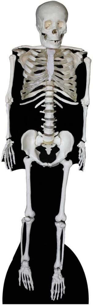Star Cutouts Halloween Skeleton Cardboard Cut Out