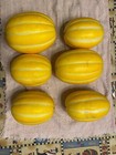 Korean Melon (Oriental/Chamoe/Chameh/Huangjingua/Makuwa) Non-gmo, 350 Seeds.